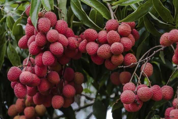 Grow These 4 Exotic Superfruits at Home: Proven Health Benefits and Easy Tips
