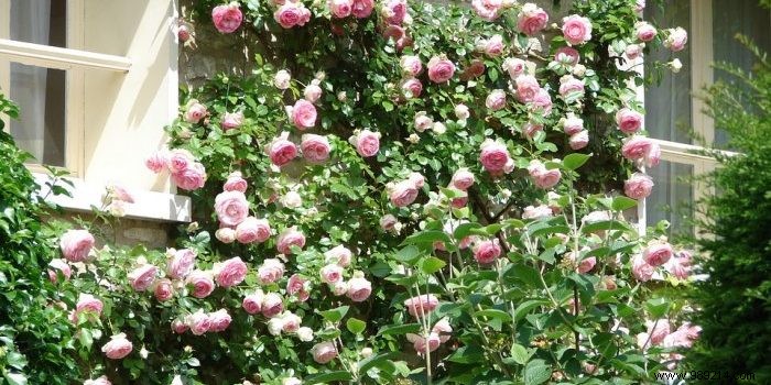Expert Guide to Climbing Roses: Varieties, Planting, Pruning, and Essential Care