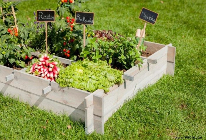 Expert Guide: How to Start and Maintain a Thriving Vegetable Garden