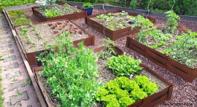 Expert Guide: How to Start and Maintain a Thriving Vegetable Garden