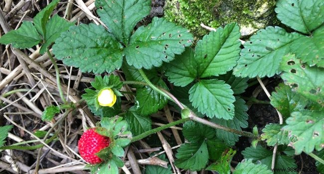 Expert Guide to Planting and Growing Indian Strawberries (Duchesnea indica)