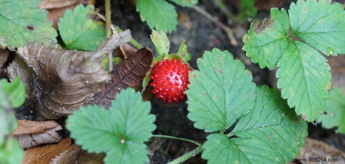 Expert Guide to Planting and Growing Indian Strawberries (Duchesnea indica)