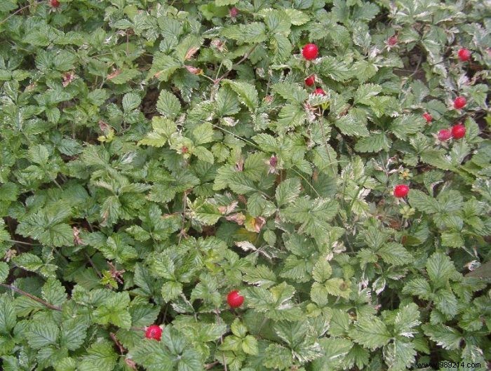 Expert Guide to Planting and Growing Indian Strawberries (Duchesnea indica)