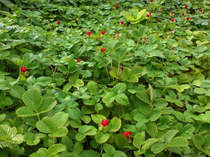 Expert Guide to Planting and Growing Indian Strawberries (Duchesnea indica)