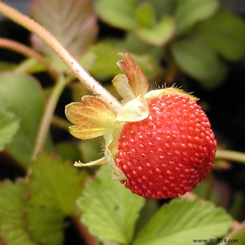Expert Guide to Planting and Growing Indian Strawberries (Duchesnea indica)