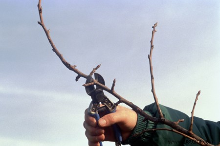 Expert Guide: Maintaining a Beautiful Winter Garden Year-Round