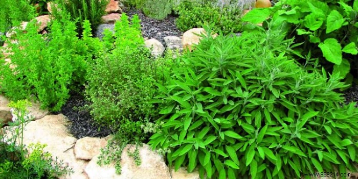 How to Build a Thriving Medicinal Herb Garden at Home: Proven Tips