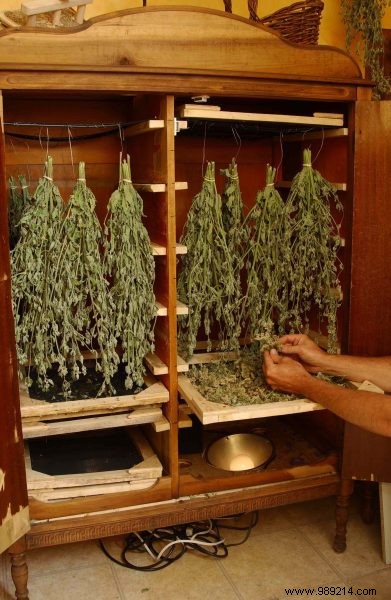 How to Build a Thriving Medicinal Herb Garden at Home: Proven Tips