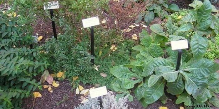 How to Build a Thriving Medicinal Herb Garden at Home: Proven Tips