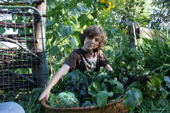 How to Build a Thriving Medicinal Herb Garden at Home: Proven Tips