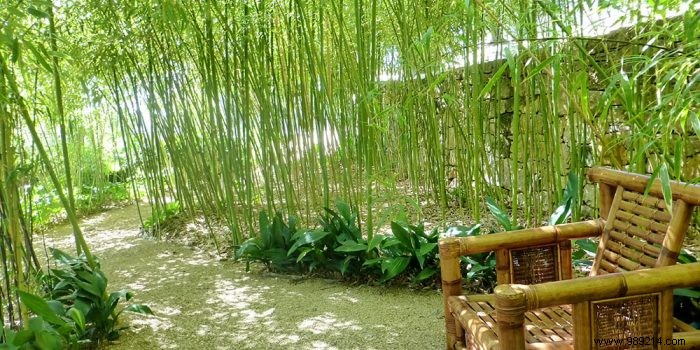 Transform Your Garden with Bamboo and Banana Trees: Expert Tropical Planting Guide