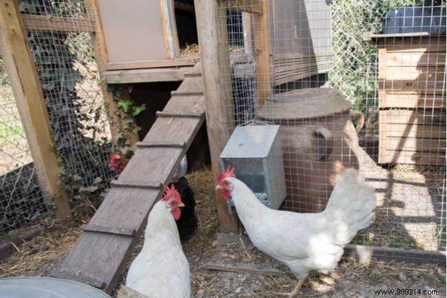 Essential Guide to Building a Chicken Coop for Healthy, Happy Hens