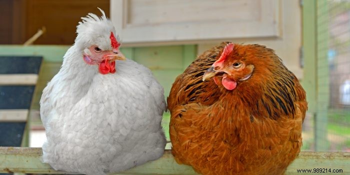 Essential Guide to Building a Chicken Coop for Healthy, Happy Hens