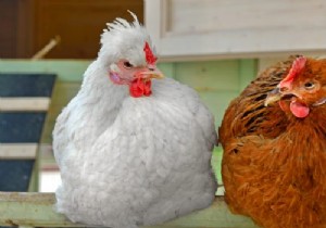 Essential Guide to Building a Chicken Coop for Healthy, Happy Hens