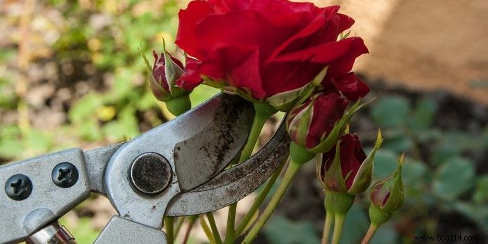 Expert Guide: How to Prune Roses Properly for Healthy, Vibrant Blooms