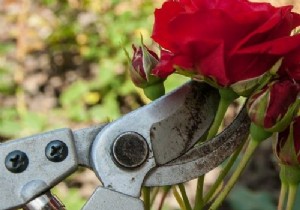 Expert Guide: How to Prune Roses Properly for Healthy, Vibrant Blooms