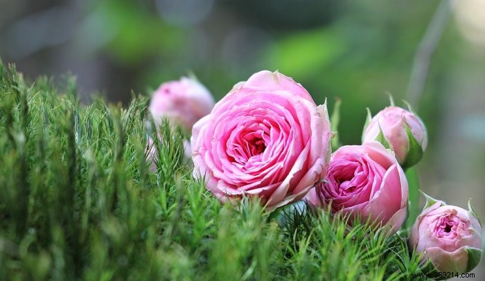 Expert Guide: How to Prune Roses Properly for Healthy, Vibrant Blooms