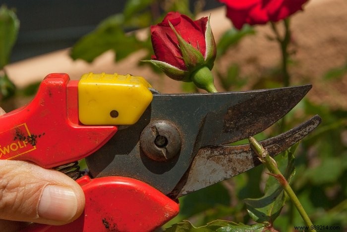 Expert Guide: How to Prune Roses Properly for Healthy, Vibrant Blooms