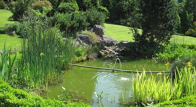DIY Guide: Build Your Own Backyard Pond on a Budget