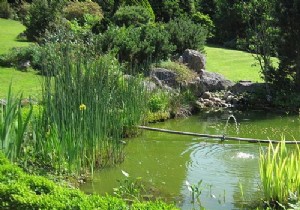 DIY Guide: Build Your Own Backyard Pond on a Budget