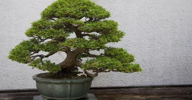 Expert Guide to Indoor Bonsai Care: Light, Watering, Pruning, and More