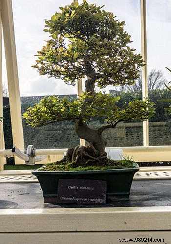 Expert Guide to Indoor Bonsai Care: Light, Watering, Pruning, and More