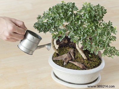 Expert Guide to Indoor Bonsai Care: Light, Watering, Pruning, and More