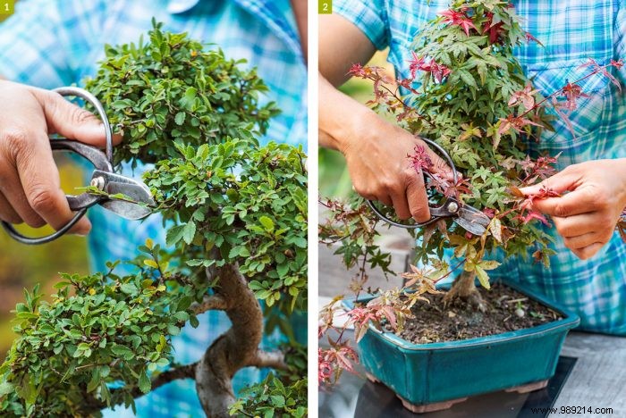Expert Guide to Indoor Bonsai Care: Light, Watering, Pruning, and More