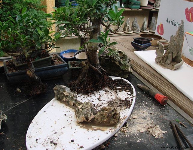 Expert Guide to Indoor Bonsai Care: Light, Watering, Pruning, and More