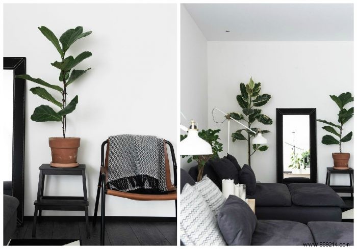 10 Creative Ways to Transform Your Home with Indoor Plants