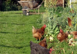 Understanding Your Hens: Decoding Behavior, Language, and Stress Signals for a Thriving Flock