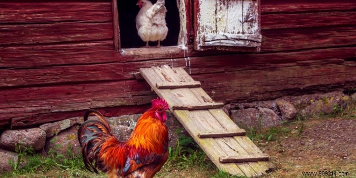 Cut Household Waste by 20-30%: Why Raising Chickens is a Smart, Proven Solution