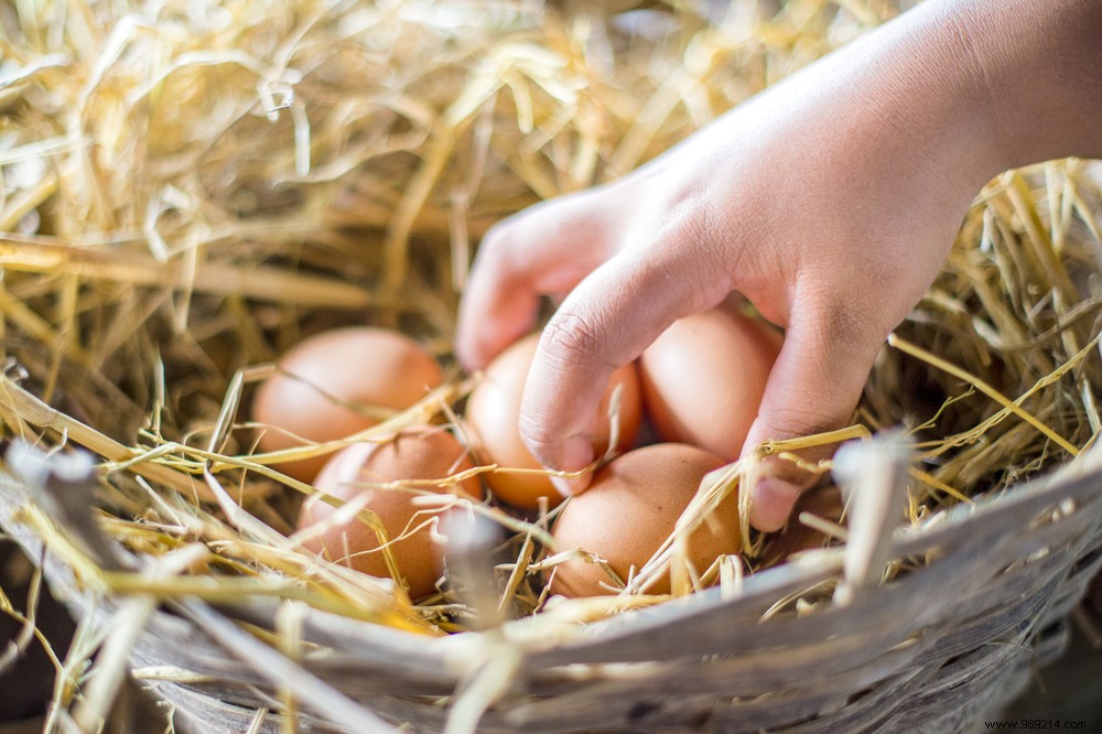 Cut Household Waste by 20-30%: Why Raising Chickens is a Smart, Proven Solution