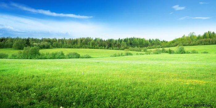 Best Practices for Choosing the Perfect Garden Fence