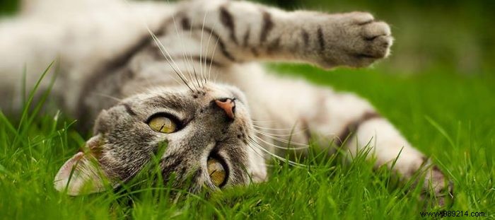 Best Practices for Choosing the Perfect Garden Fence