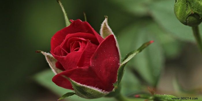 How to Create a Stunning Home Rose Garden: Expert Tips from Seasoned Horticulturists