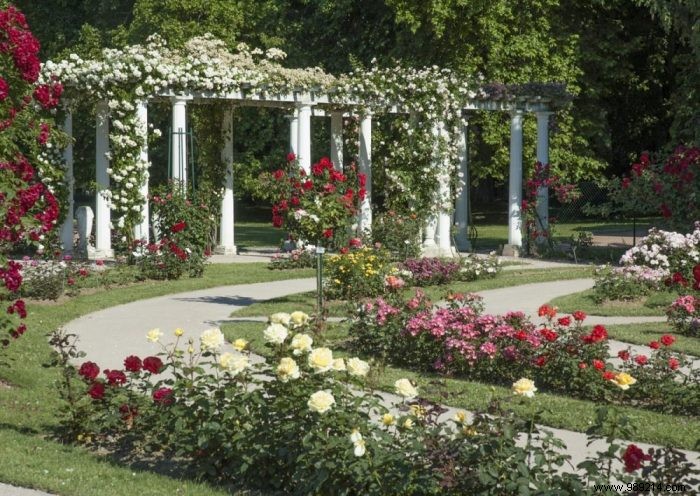 Best Plants for a Year-Round Flower Garden: Expert Recommendations for Continuous Blooms