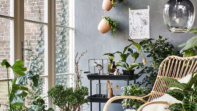 Transform Your Space with an Indoor Garden: Expert Design and Benefits