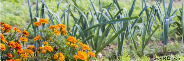 Intercropping: A Profitable, Sustainable Strategy for Savvy Growers