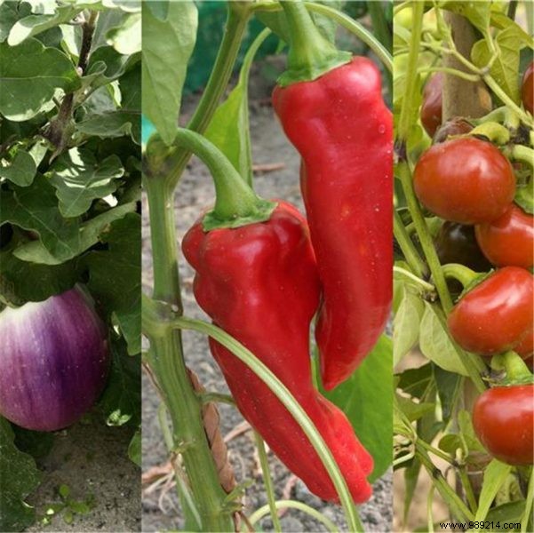 Intercropping: A Profitable, Sustainable Strategy for Savvy Growers