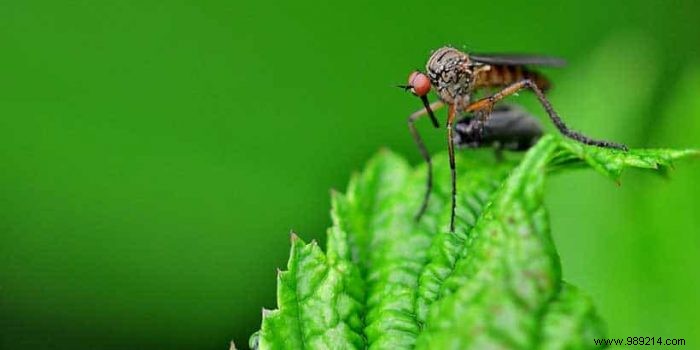 6 Proven Strategies to Eliminate Mosquitoes from Your Outdoor Spaces