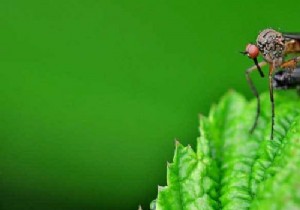 6 Proven Strategies to Eliminate Mosquitoes from Your Outdoor Spaces