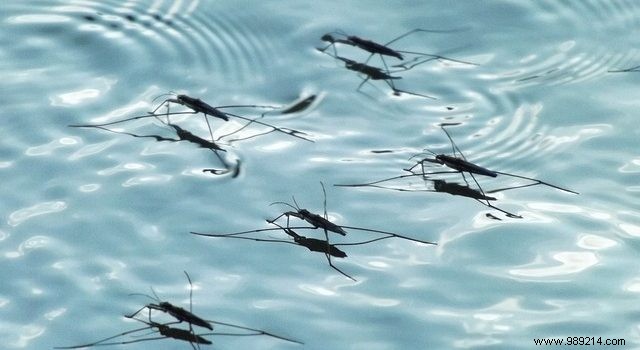 7 Proven Tips to Repel Mosquitoes and Enjoy a Bite-Free Summer