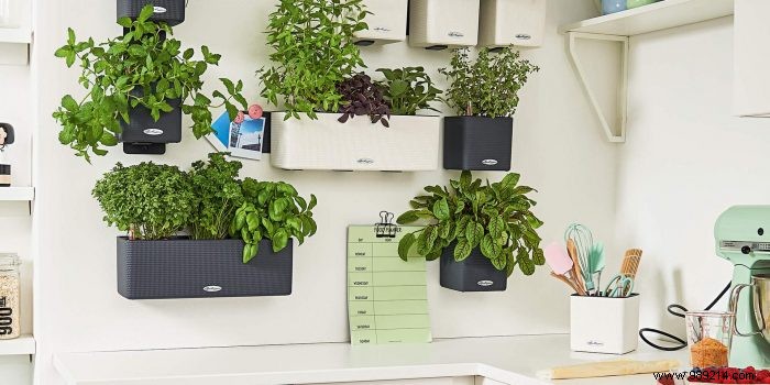 Build Your Own Kitchen Herb Wall: Fresh Herbs for Flavor and Health