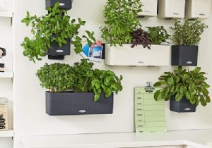 Build Your Own Kitchen Herb Wall: Fresh Herbs for Flavor and Health