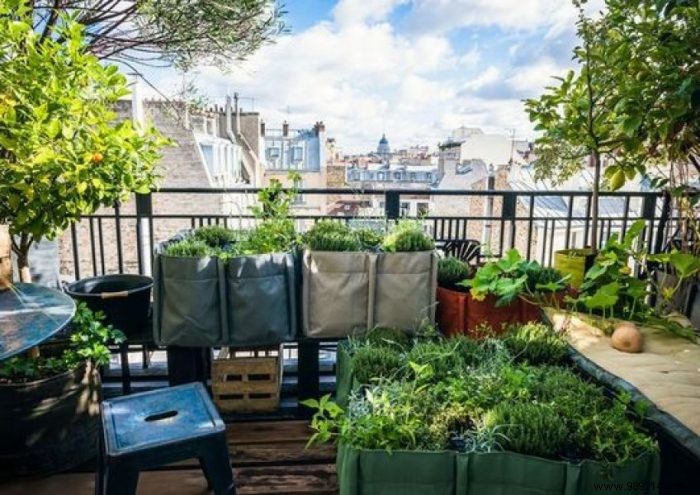 Expert Guide: Grow a Thriving Vegetable Garden on Your Balcony