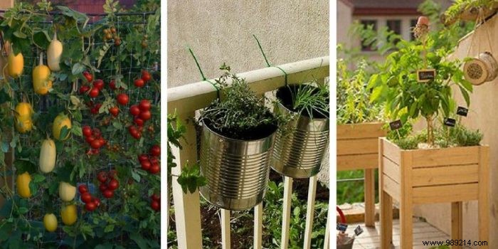 Expert Guide: Grow a Thriving Vegetable Garden on Your Balcony