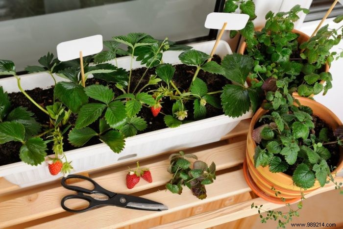 Expert Guide: Grow a Thriving Vegetable Garden on Your Balcony