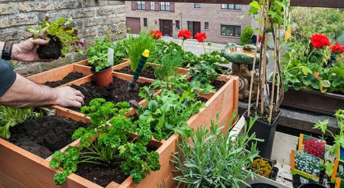 Expert Guide: Grow a Thriving Vegetable Garden on Your Balcony