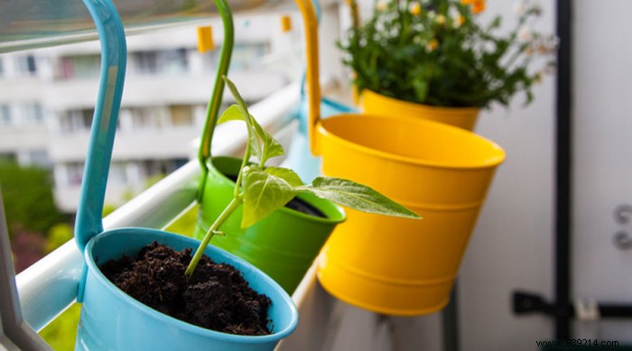Expert Guide: Grow a Thriving Vegetable Garden on Your Balcony